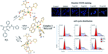 Graphical abstract: Cadmium(ii) complexes with a 4-acyl pyrazolone derivative and co-ligands: crystal structures and antitumor activity