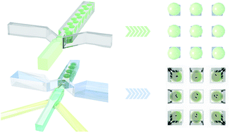 Graphical abstract: Microarrays for the study of compartmentalized microorganisms in alginate microbeads and (W/O/W) double emulsions