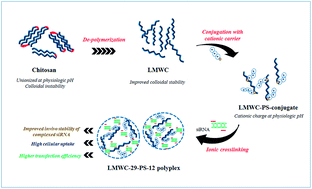 Graphical abstract: Low molecular weight chitosan–protamine conjugate for siRNA delivery with enhanced stability and transfection efficiency