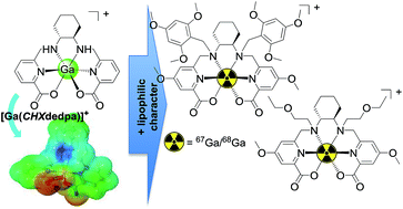 Graphical abstract: Synthesis and characterization of lipophilic cationic Ga(iii) complexes based on the H2CHXdedpa and H2dedpa ligands and their 67/68Ga radiolabeling studies