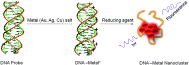 Graphical abstract: DNA assembled metal nanoclusters: synthesis to novel applications