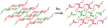 Graphical abstract: Crystal-to-crystal photo-reversible polymerization mechanism of bis-thymine derivative