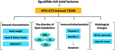 Graphical abstract: Antidiabetic effect of ligustilide-rich total lactones derived from Shunaoxin dropping pills on mice with type 2 diabetes induced by a high-fat diet and streptozotocin