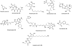 Graphical abstract: Synthesis, X-ray powder diffraction and DFT calculations of vasorelaxant active 3-(arylmethylidene)pyrrolidine-2,5-diones