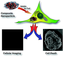 Graphical abstract: Interactive luminescent gold nanocluster embedded dsDNA and cisplatin as model nanoparticles for cancer theranostics