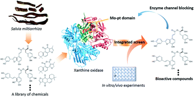 Graphical abstract: Exploring the interaction between Salvia miltiorrhiza and xanthine oxidase: insights from computational analysis and experimental studies combined with enzyme channel blocking