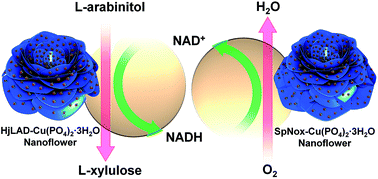Graphical abstract: Protein–inorganic hybrid system for efficient his-tagged enzymes immobilization and its application in l-xylulose production