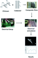 Graphical abstract: Optimization of electrical stimulation parameters for MG-63 cell proliferation on chitosan/functionalized multiwalled carbon nanotube films