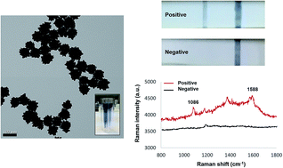 Graphical abstract: Surface-enhanced Raman scattering based lateral flow immunochromatographic assay for sensitive influenza detection