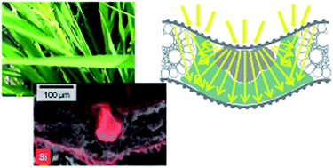 Graphical abstract: Optical properties of biosilicas in rice plants