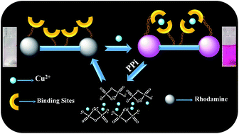 Graphical abstract: Facile rhodamine-based colorimetric sensors for sequential detections of Cu(ii) ions and pyrophosphate (P2O74−) anions