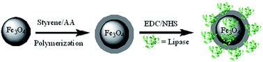 Graphical abstract: Synthesis of Fe3O4/P(St-AA) nanoparticles for enhancement of stability of the immobilized lipases