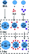 Graphical abstract: Glycation of bovine serum albumin with monosaccharides inhibits heat-induced protein aggregation