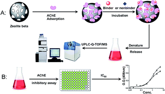 Graphical abstract: Zeolite based solid-phase extraction coupled with UPLC-Q-TOF-MS for rapid analysis of acetylcholinesterase binders from crude extract of Corydalis yanhusuo