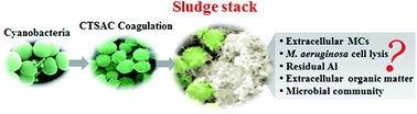Graphical abstract: The lysis and regrowth of toxic cyanobacteria during storage of achitosan–aluminium chloride composite coagulated sludge: implications for drinking water sludge treatment