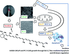 Graphical abstract: Anti-cancer effects of torulene, isolated from Sporidiobolus pararoseus, on human prostate cancer LNCaP and PC-3 cells via a mitochondrial signal pathway and the down-regulation of AR expression