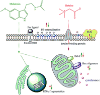 Graphical abstract: Antioxidative, membrane protective and antiapoptotic effects of melatonin, in silico study of physico-chemical profile and efficiency of nanoliposome delivery compared to betaine