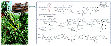 Graphical abstract: Nine new compounds from the root bark of Lycium chinense and their α-glucosidase inhibitory activity