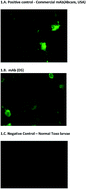 Graphical abstract: Development and multi-use applications of dengue NS1 monoclonal antibody for early diagnosis