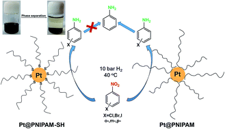 Graphical abstract: Highly efficient and durable platinum nanocatalysts stabilized by thiol-terminated poly(N-isopropyl acrylomide) for selective hydrogenation of halonitrobenzene to haloaniline