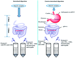 Graphical abstract: Trypsin and chymotrypsin are necessary for in vitro enzymatic digestion of rice starch