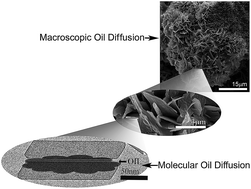 Graphical abstract: Shear effects on the diffusive movement of oil in triacylglycerol networks