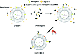 Graphical abstract: Using endogenous ligands for direct superparamagnetic nanoparticle cluster-based body fluid exosome separation