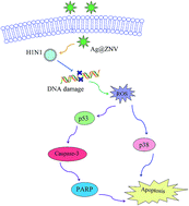 Graphical abstract: The inhibition of H1N1 influenza virus-induced apoptosis by silver nanoparticles functionalized with zanamivir