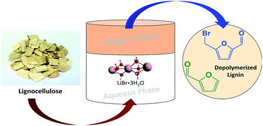 Graphical abstract: Effective conversion of biomass into bromomethylfurfural, furfural, and depolymerized lignin in lithium bromide molten salt hydrate of a biphasic system