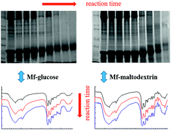 Graphical abstract: A comparative study of physicochemical and functional properties of silver carp myofibrillar protein glycated with glucose and maltodextrin