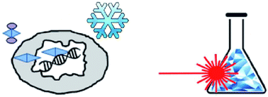 Graphical abstract: Theoretical and experimental study of the antifreeze protein AFP752, trehalose and dimethyl sulfoxide cryoprotection mechanism: correlation with cryopreserved cell viability