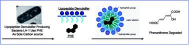 Graphical abstract: Biodemulsifiers produced by Achromobacter sp. and their features in improving the biodegradation of phenanthrene