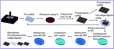 Graphical abstract: A polycaprolactone/fish collagen/alginate biocomposite supplemented with phlorotannin for hard tissue regeneration