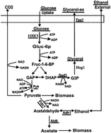 Graphical abstract: Carbon metabolism and transcriptional variation in response to salt stress in the genome shuffled Candida versatilis and a wild-type salt tolerant yeast strain