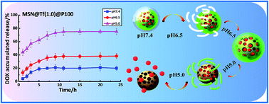 Graphical abstract: Dual-pH-sensitivity and tumour targeting core–shell particles for intracellular drug delivery