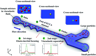 Graphical abstract: Sheathless Dean-flow-coupled elasto-inertial particle focusing and separation in viscoelastic fluid