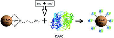 Graphical abstract: Synthesis, characterization and programmable toxicity of iron oxide nanoparticles conjugated with d-amino acid oxidase