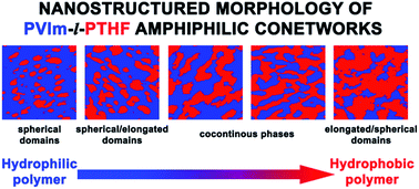 Graphical abstract: Nanophasic morphologies as a function of the composition and molecular weight of the macromolecular cross-linker in poly(N-vinylimidazole)-l-poly(tetrahydrofuran) amphiphilic conetworks: bicontinuous domain structure in broad composition ranges