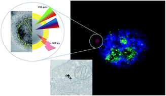 Graphical abstract: Upconversion fluorescence imaging of HeLa cells using ROS generating SiO2-coated lanthanide-doped NaYF4 nanoconstructs