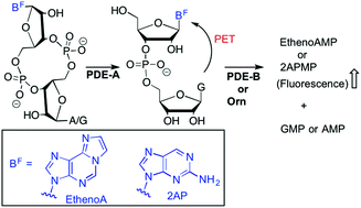 Graphical abstract: Fluorescent analogs of cyclic and linear dinucleotides as phosphodiesterase and oligoribonuclease activity probes