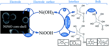 Graphical abstract: Ultra-fast and highly sensitive enzyme-free glucose biosensing on a nickel–nickel oxide core–shell electrode