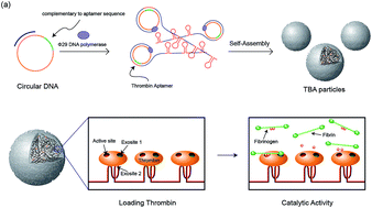 Graphical abstract: DNA aptamer-based carrier for loading proteins and enhancing the enzymatic activity