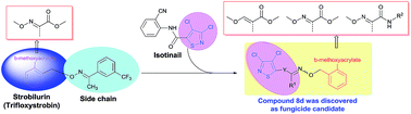 Graphical abstract: Synthesis and fungicidal activity of 3,4-dichloroisothiazole based strobilurins as potent fungicide candidates