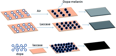 Graphical abstract: Laccase-mediated in situ oxidation of dopa for bio-inspired coloration of silk fabric