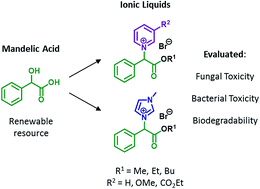 Graphical abstract: Mandelic acid derived ionic liquids: synthesis, toxicity and biodegradability