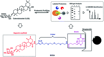Graphical abstract: The proteomic profiling of calenduloside E targets in HUVEC: design, synthesis and application of biotinylated probe BCEA