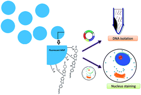 Graphical abstract: Magnetic nanoparticles with fluorescence and affinity for DNA sensing and nucleus staining