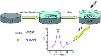 Graphical abstract: Electrochemical detection of serotonin based on a poly(bromocresol green) film and Fe3O4 nanoparticles in a chitosan matrix