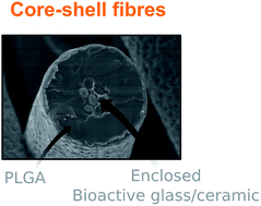 Graphical abstract: Tailoring the delivery of therapeutic ions from bioactive scaffolds while inhibiting their apatite nucleation: a coaxial electrospinning strategy for soft tissue regeneration