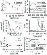 Graphical abstract: SDS induced dissociation of STY3178 oligomer: experimental and molecular dynamics studies